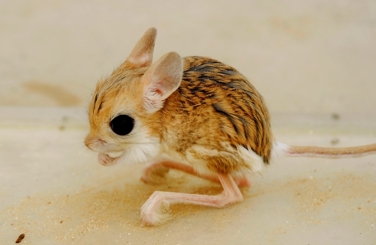 Jerboa