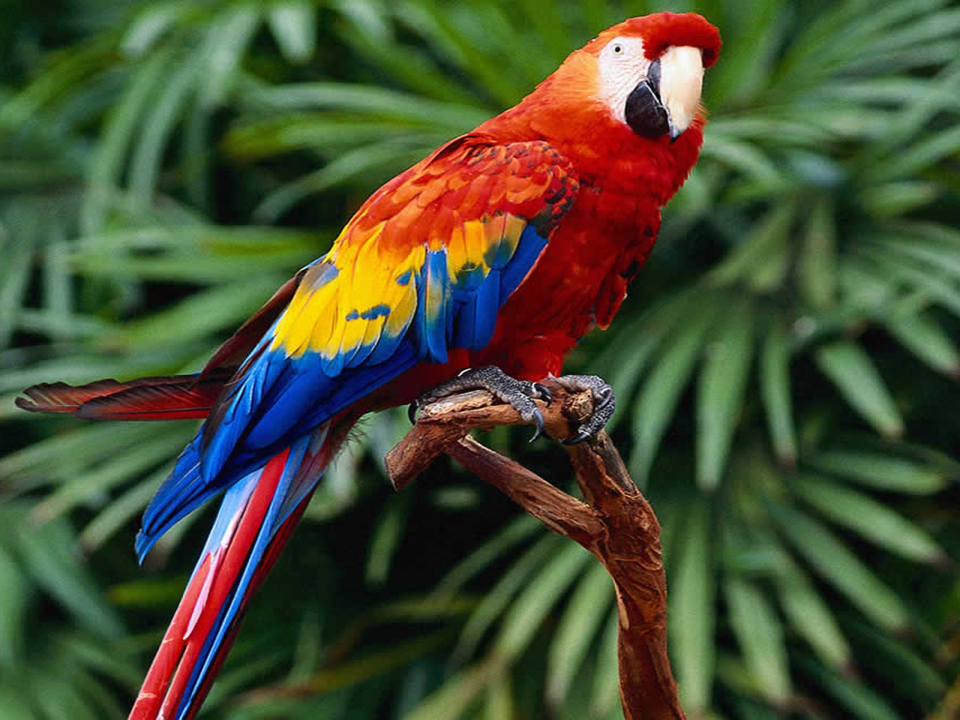 Macaw