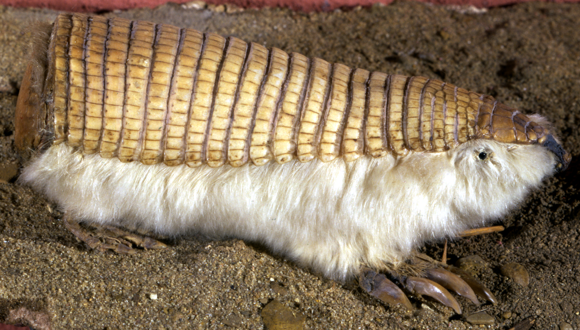 Pink Fairy Armadillo