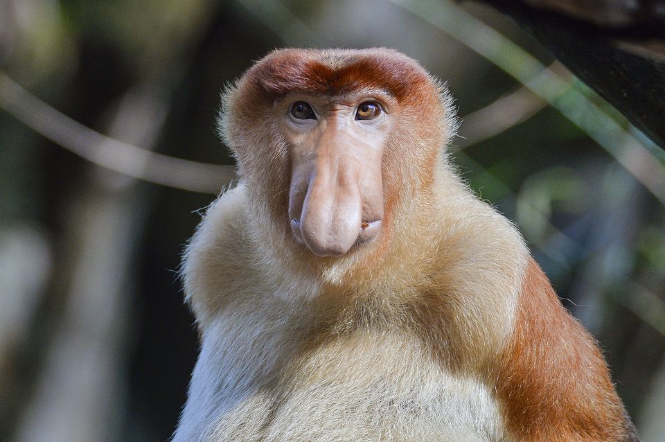 Proboscis Monkey