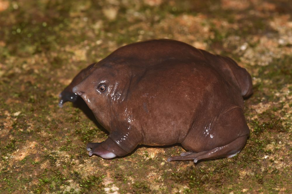 Purple Frog