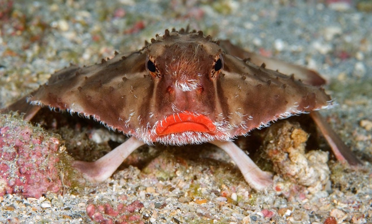 Red-lipped Batfish