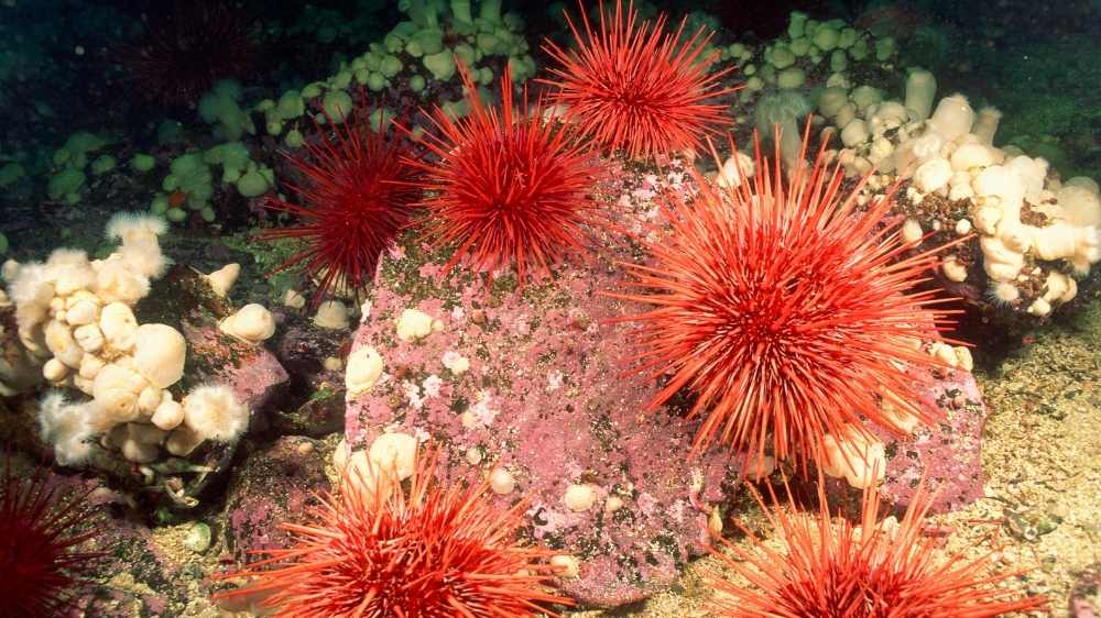 Sea urchins, the hedgehogs of saltwater masses