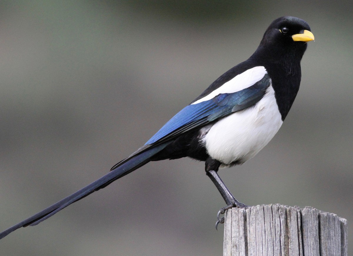 Magpie