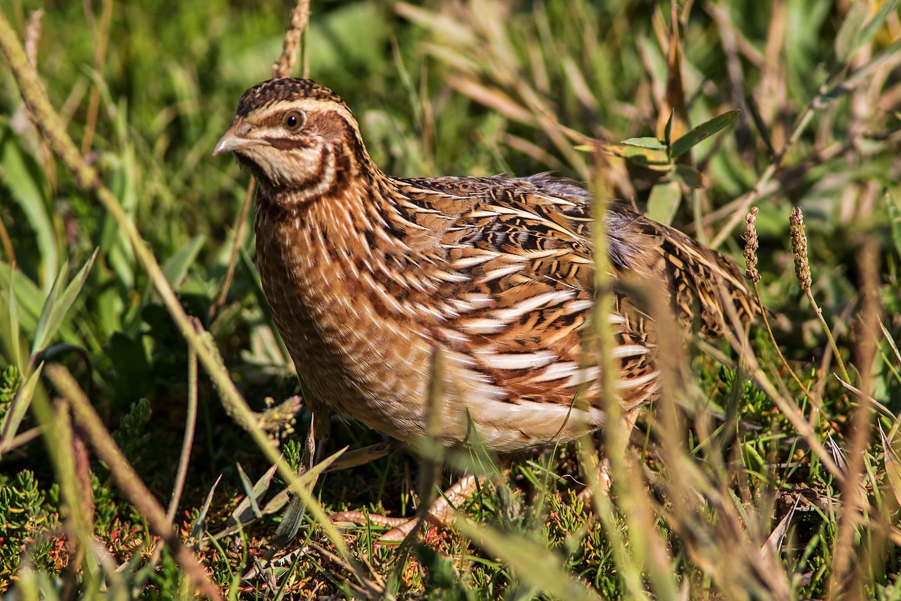European quail