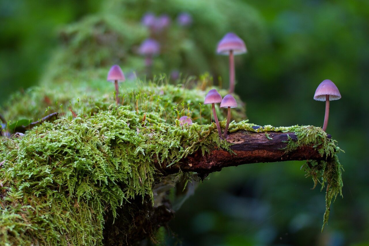 Fungi Are Closer to Animals Than Plants