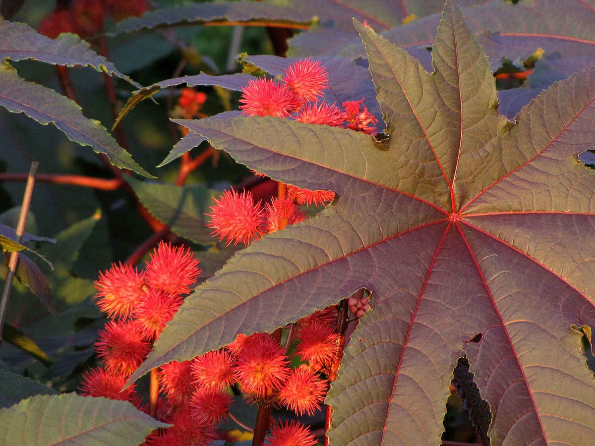 Castor Oil Plant