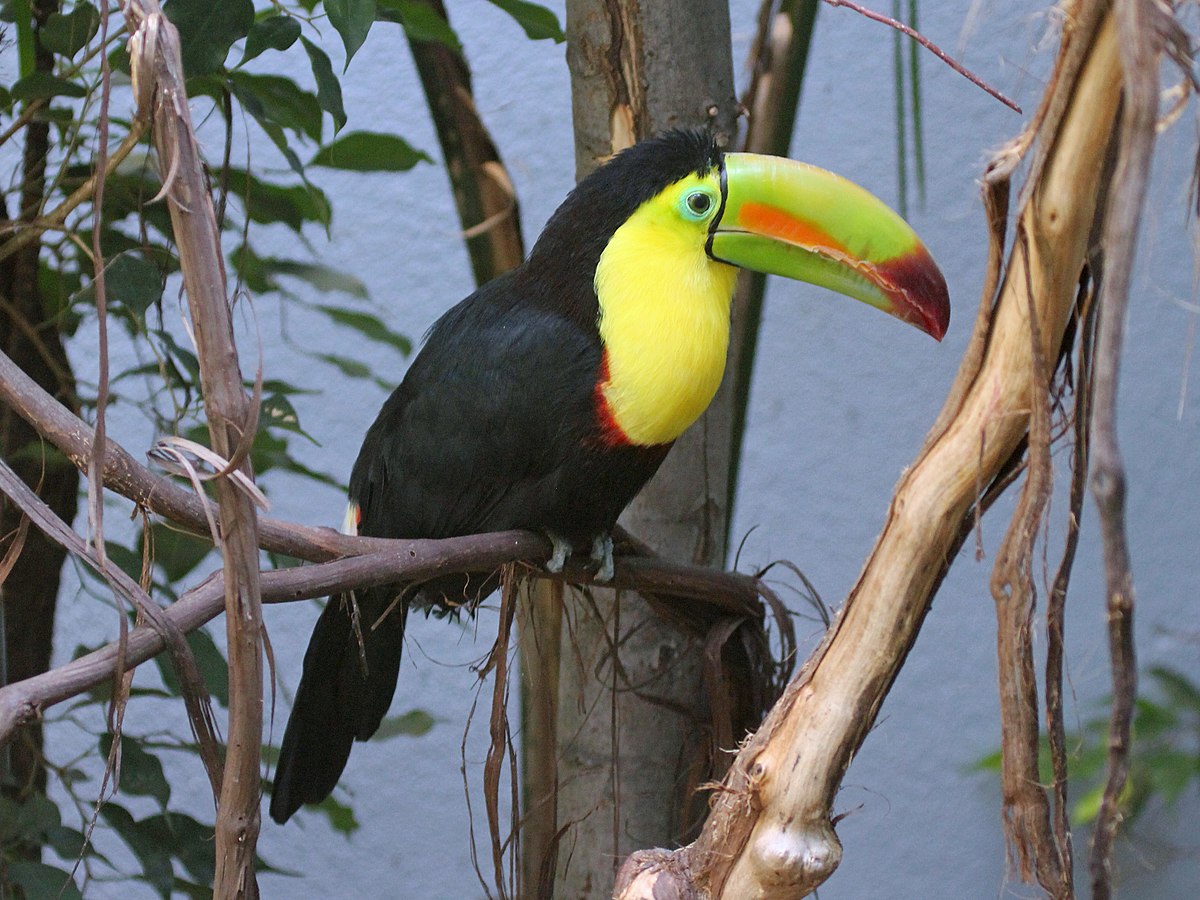 Keel-billed toucan