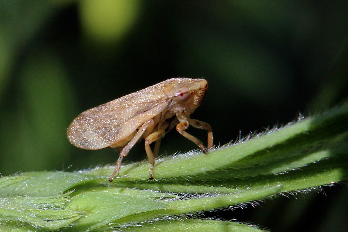 Froghopper – (Super-jump)