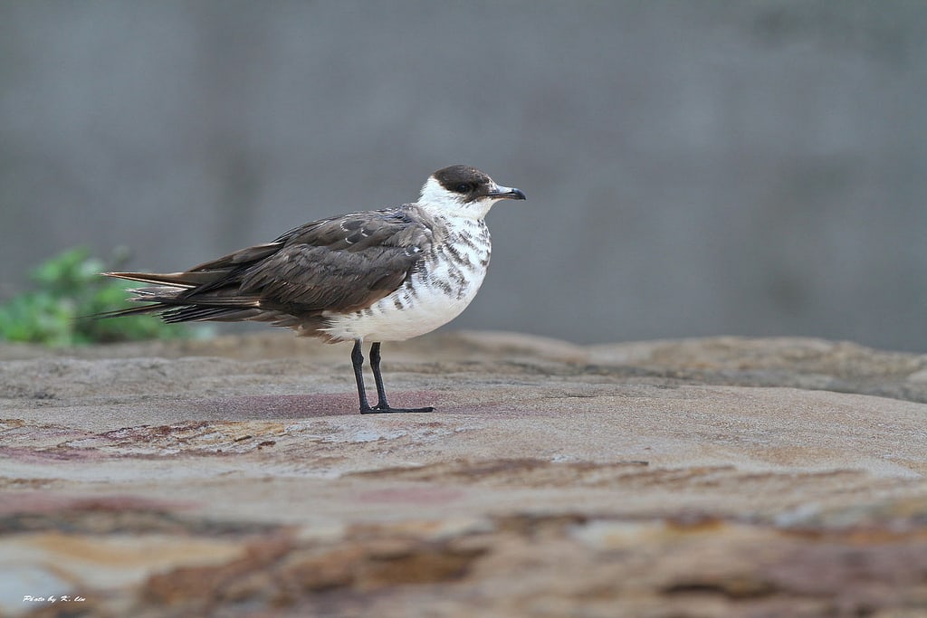 Parasitic Jaegers