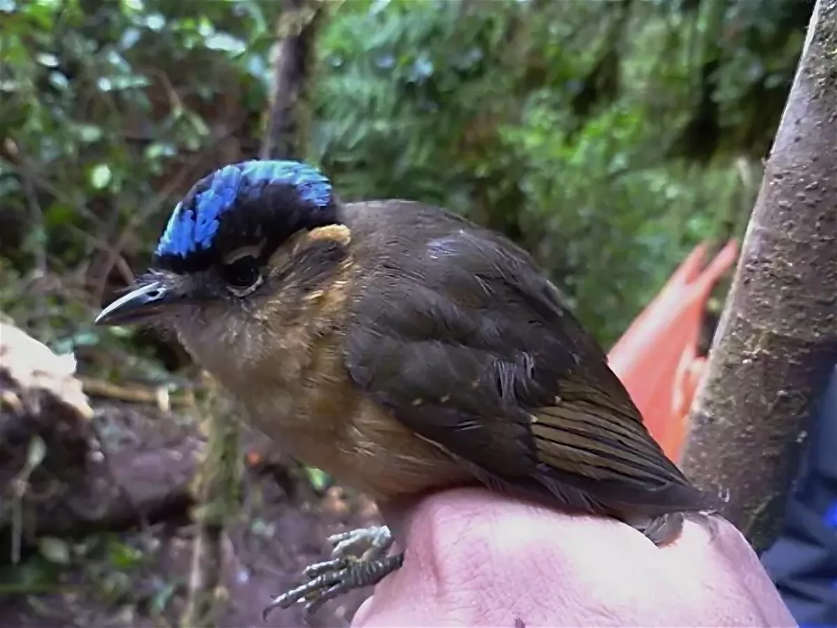 Blue-capped Ifrita