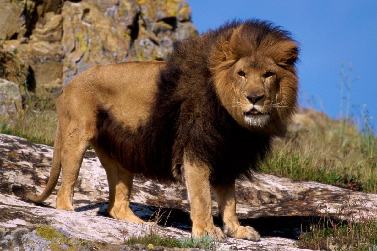 Lion