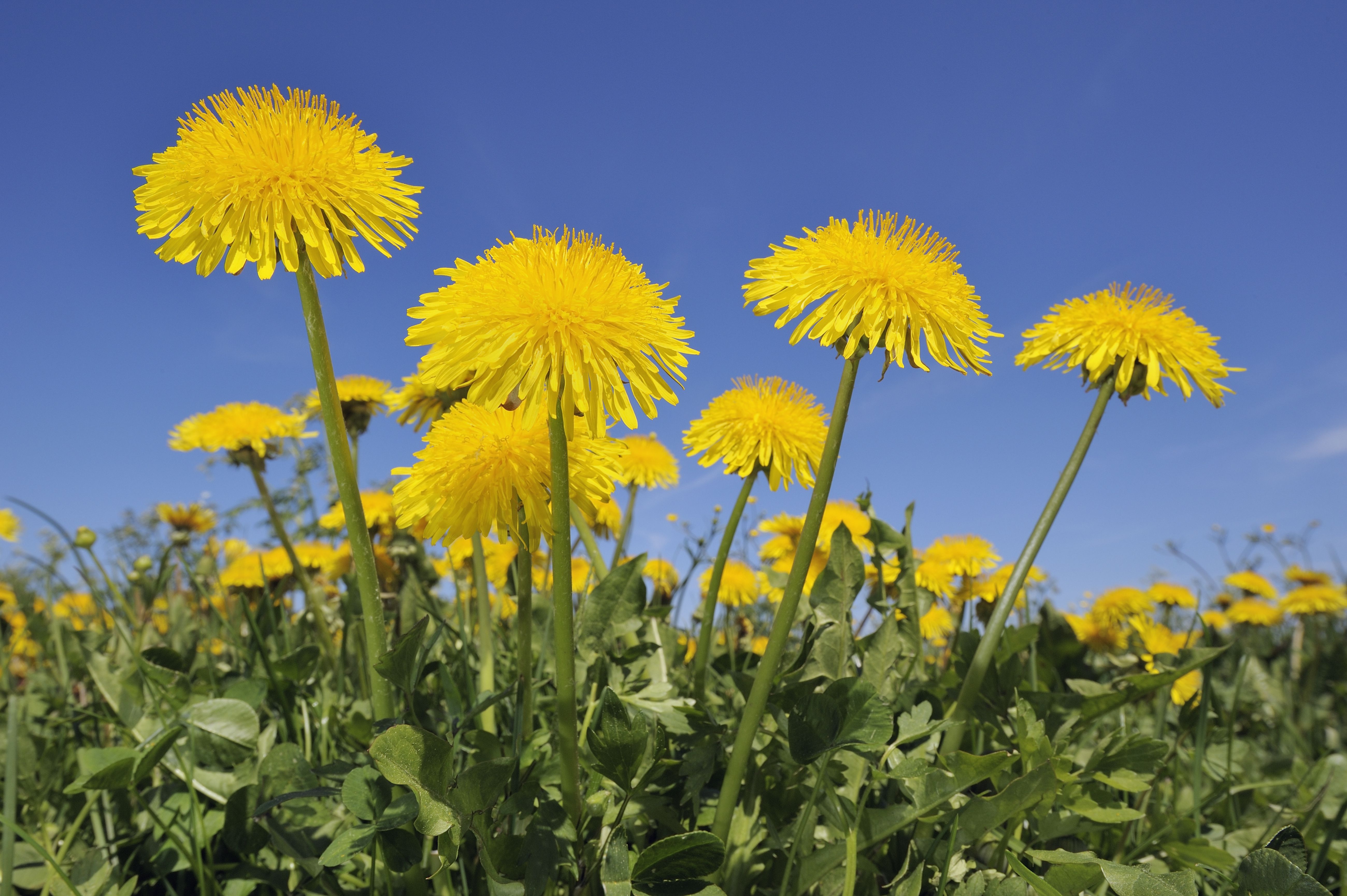 Dandelion