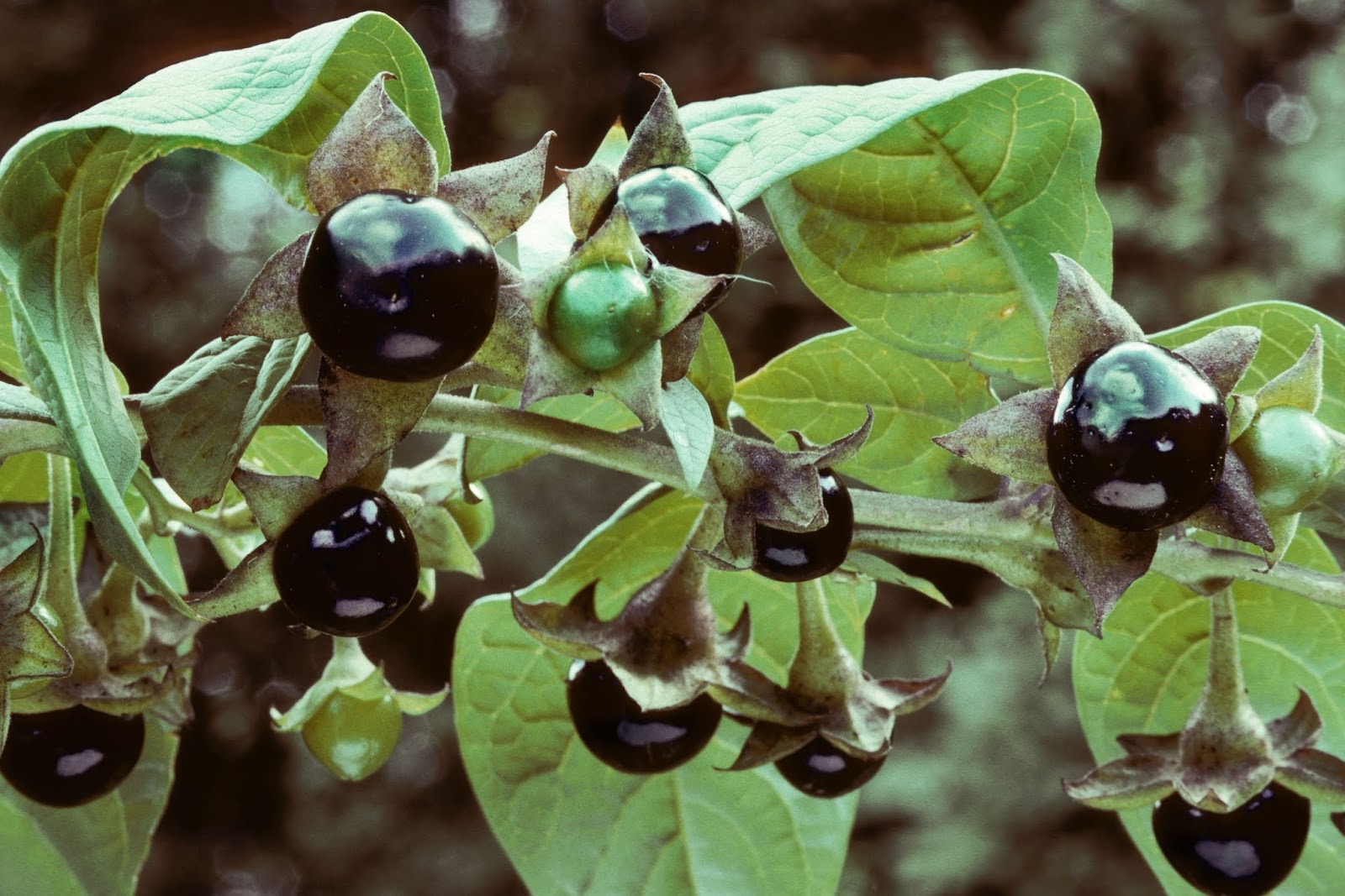 Atropa Belladonna