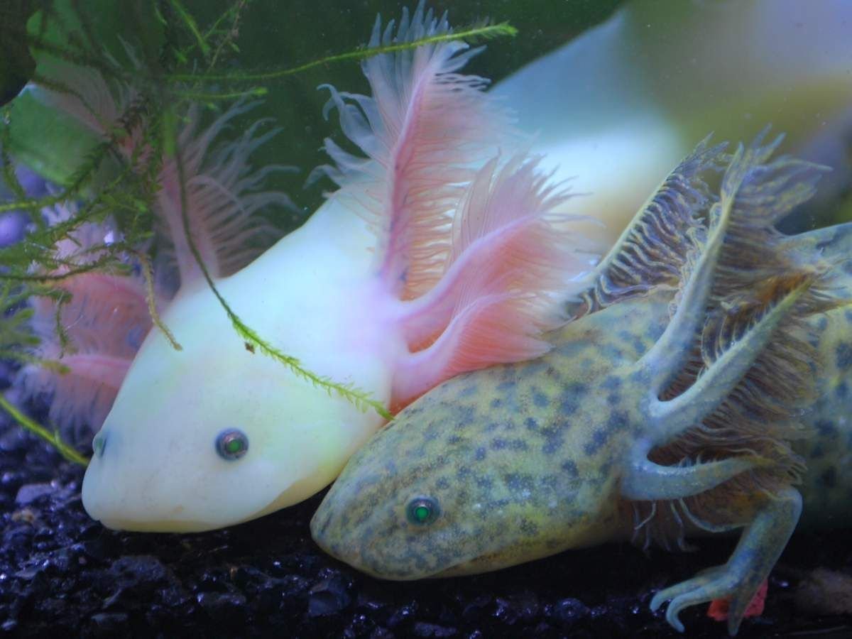 The Axolotl – (Superhealing)