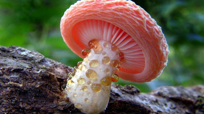 Exploring Fungi Facts: What There Is to Know