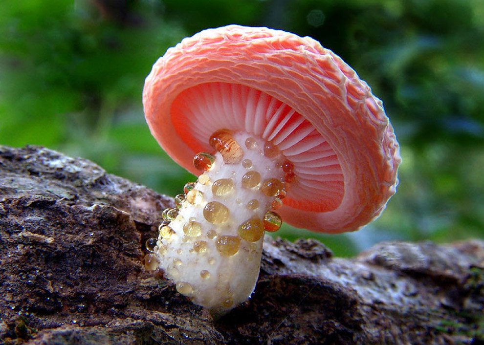 Fungi Are Critical to the Health of the Planet