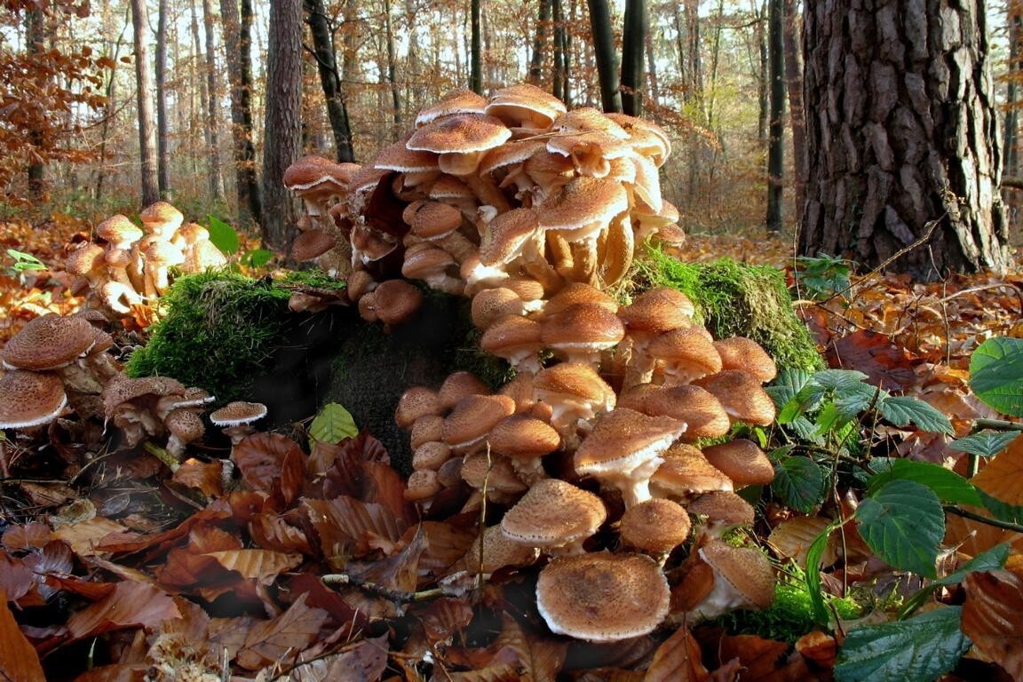 Fungi Are Among the Oldest and Largest Organisms on the Planet