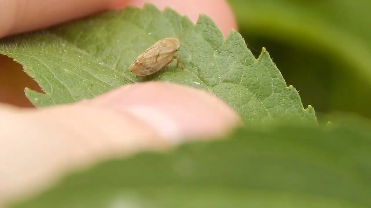 Froghopper – (Super-jump)