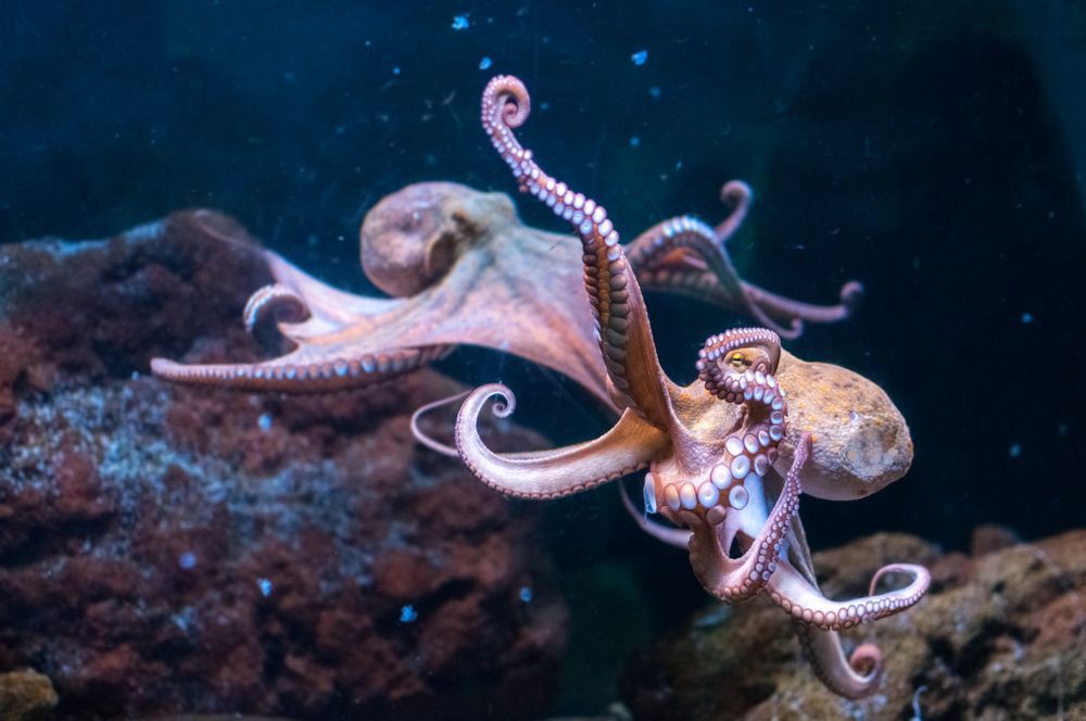 Octopuses