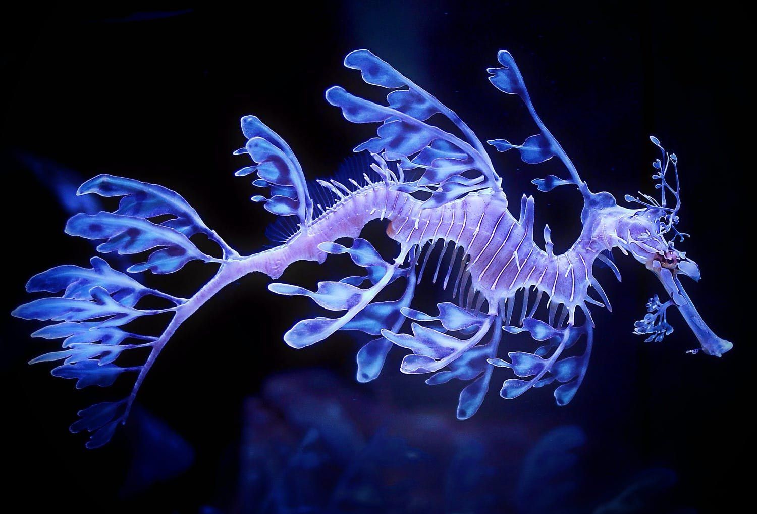 The Leafy Sea Dragon