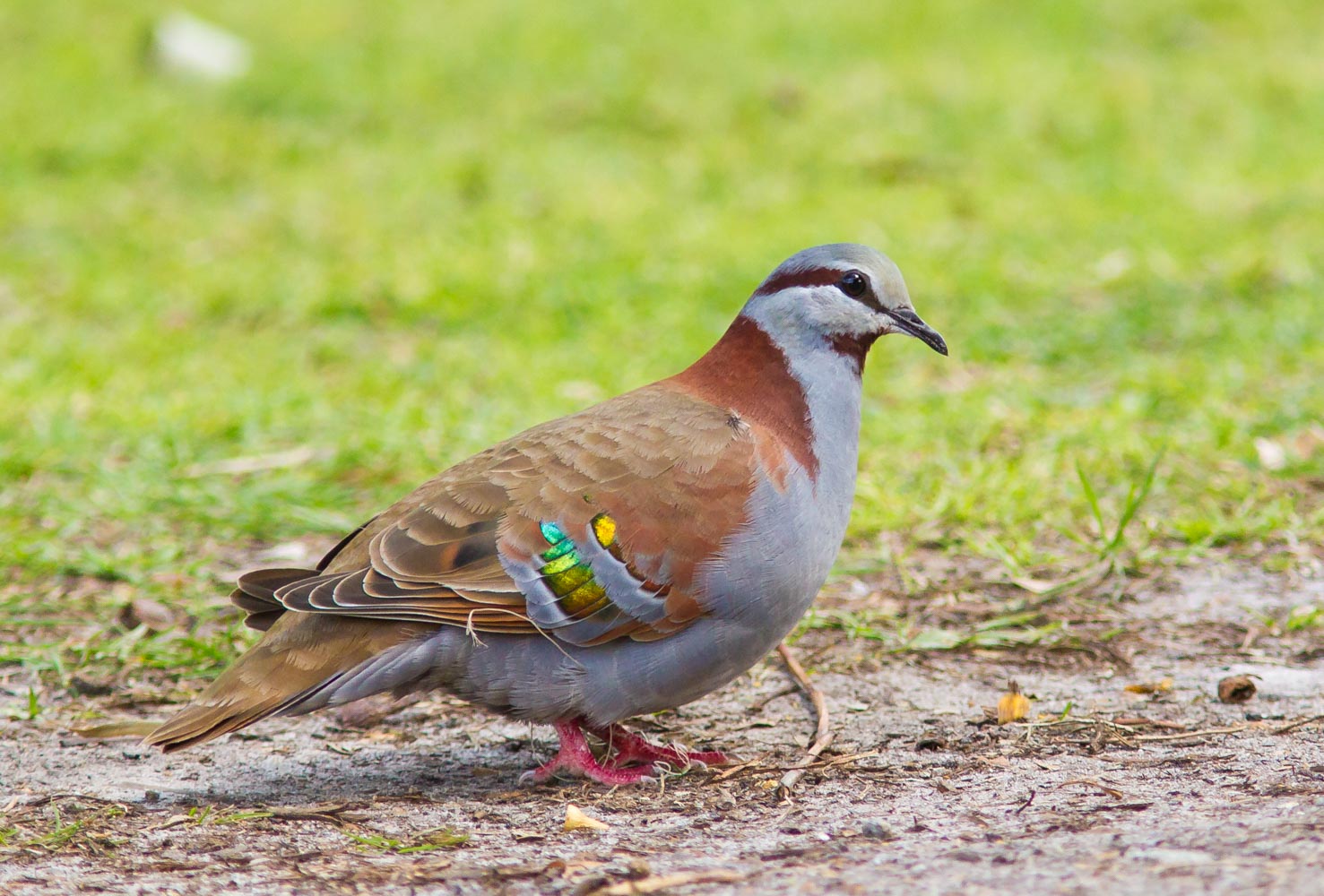 Brush Bronzewing Pigeons