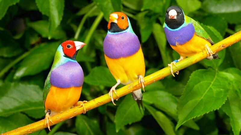 Top 7 Most Beautiful Birds in the World