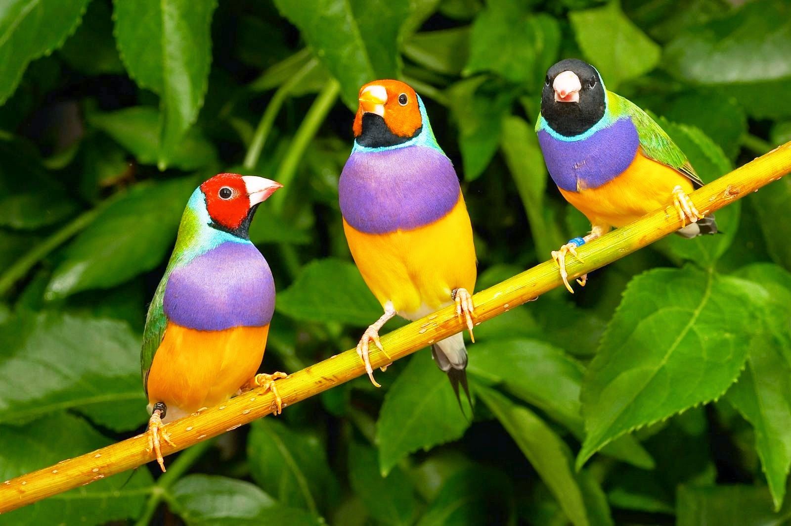 Gouldian Finch