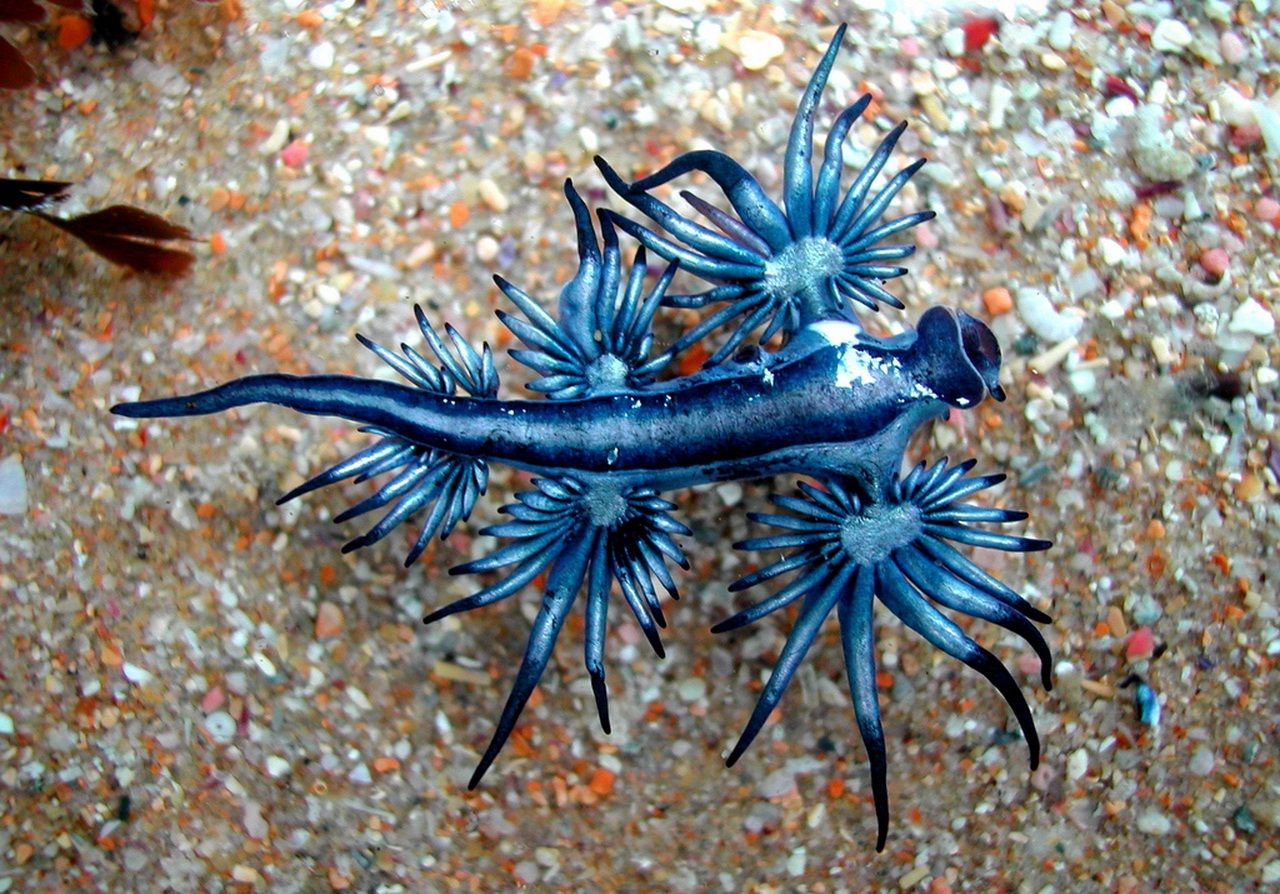 The Glaucus Atlanticus