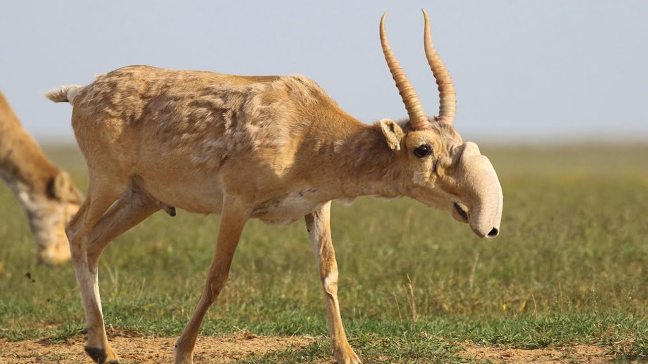 The Saiga Antelope