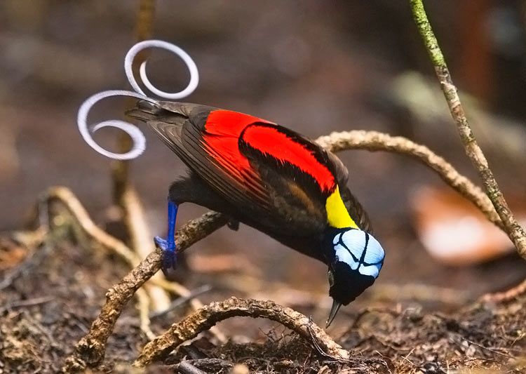 Wilson’s bird-of-paradise