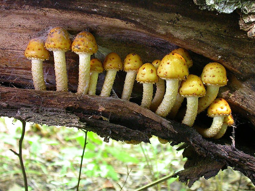 Fungi Form Close Relationships with Plants and Animals