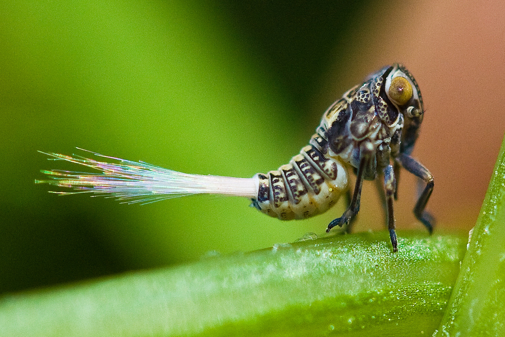 The Planthopper Nymph