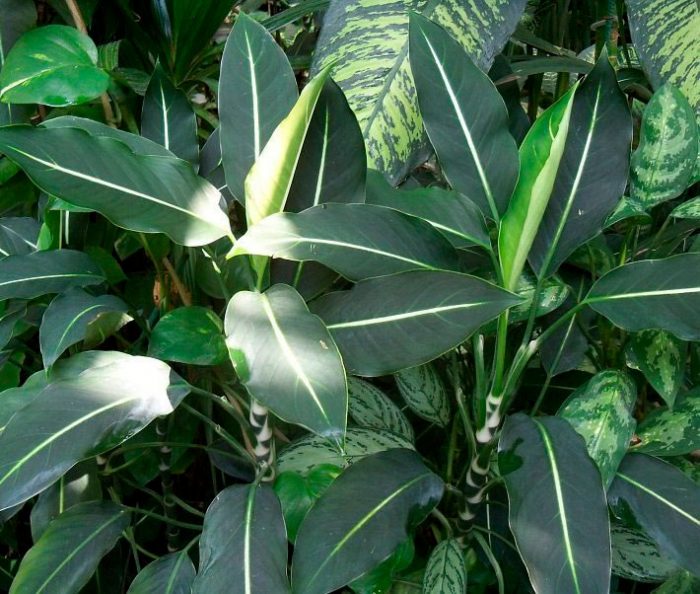 Dieffenbachia