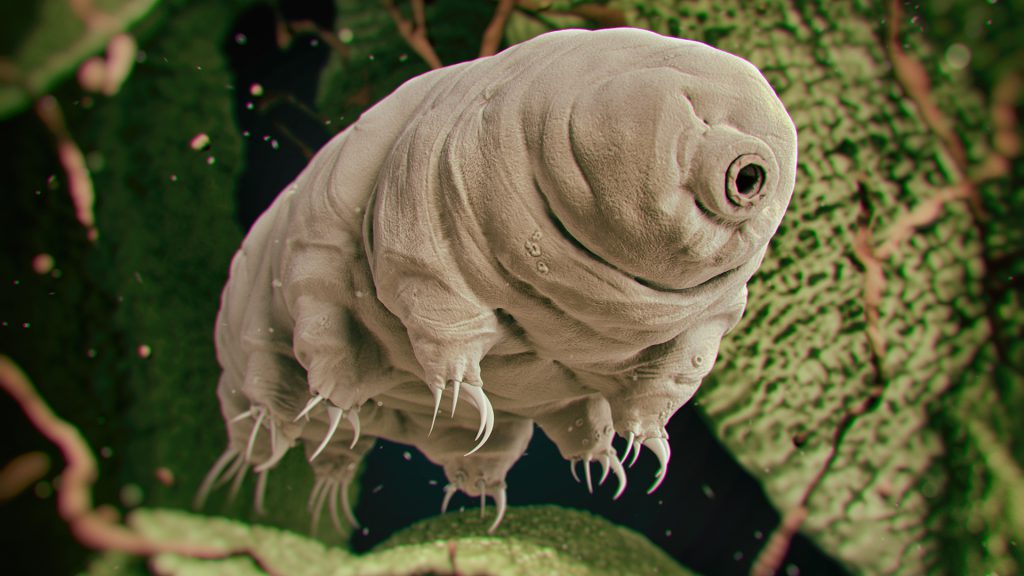 Tardigrade – (Indestructibility)