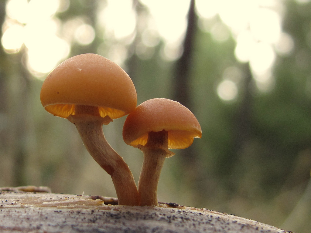 Fungi Are Infinitely Renewable