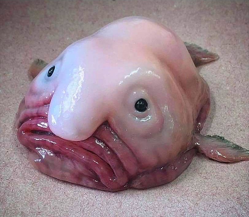 The Blob Fish