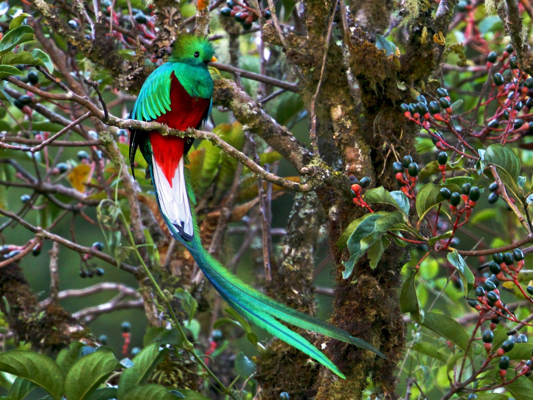 Resplendent Quetzal