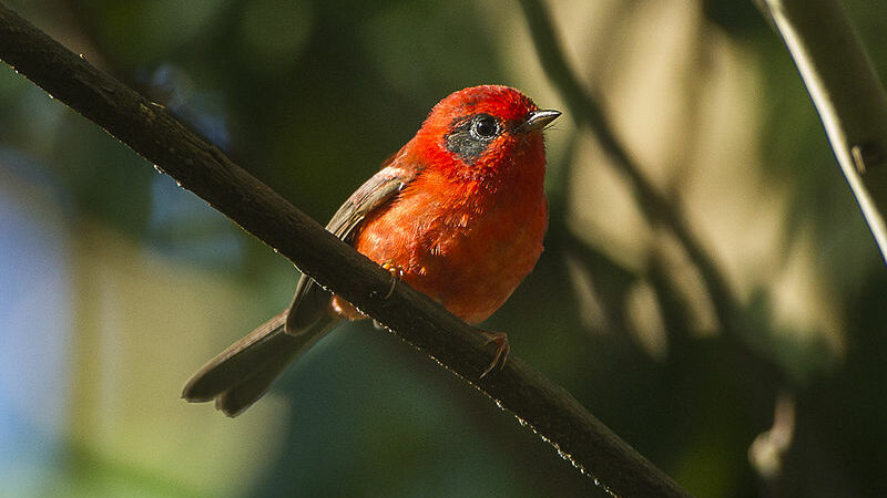 7 Poisonous Birds You Should Know About