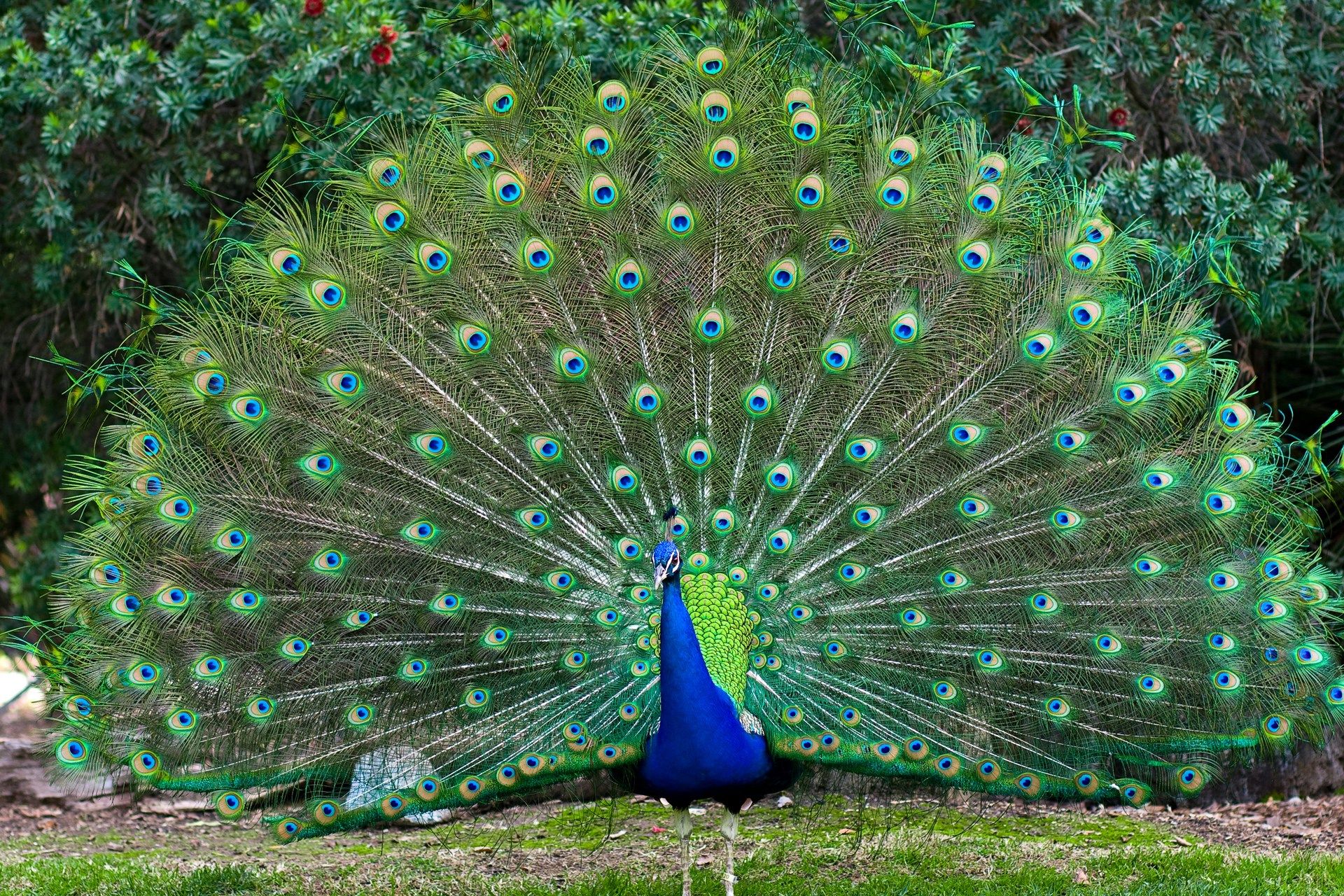 Indian peafowl