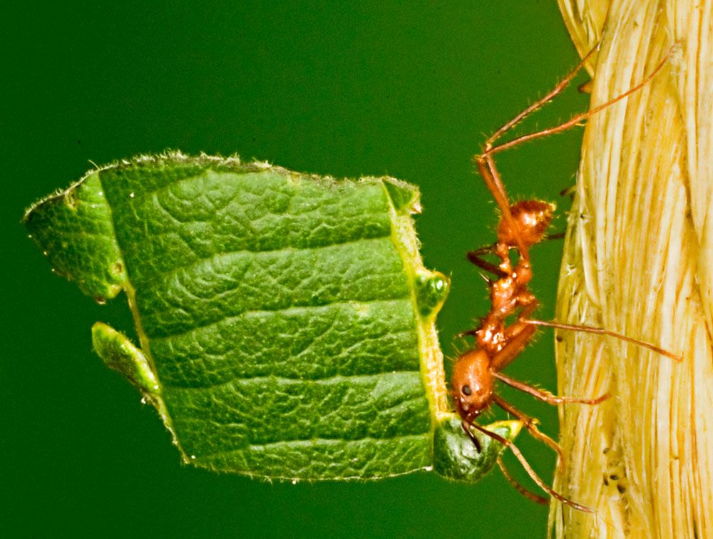The Leaf-cutter Ant