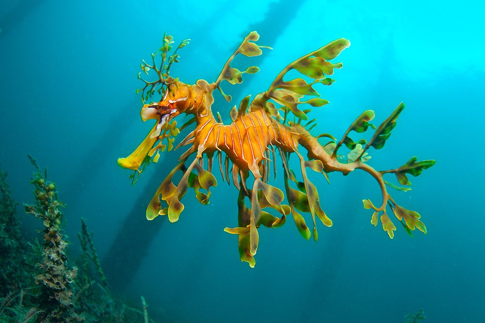 The Leafy Sea Dragon