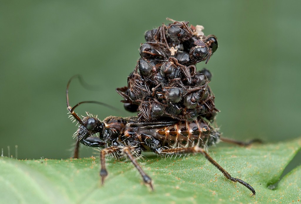 The Assassin Bug