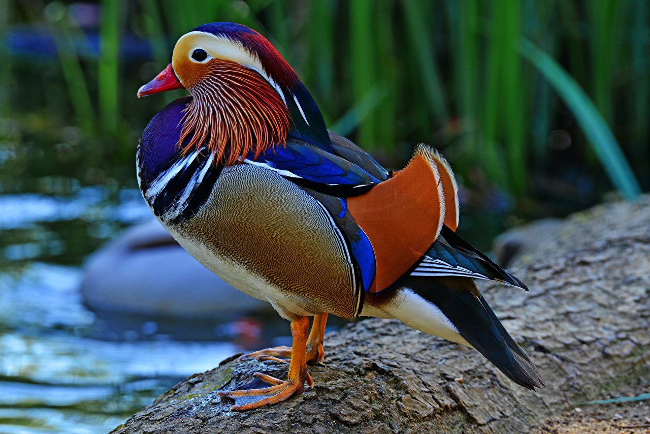 Mandarin Duck