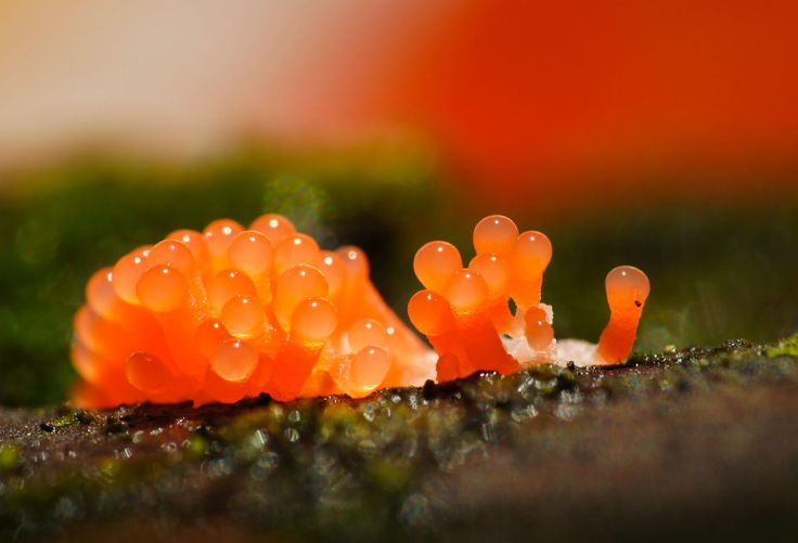 Humans Have Used Fungi for Thousands of Years