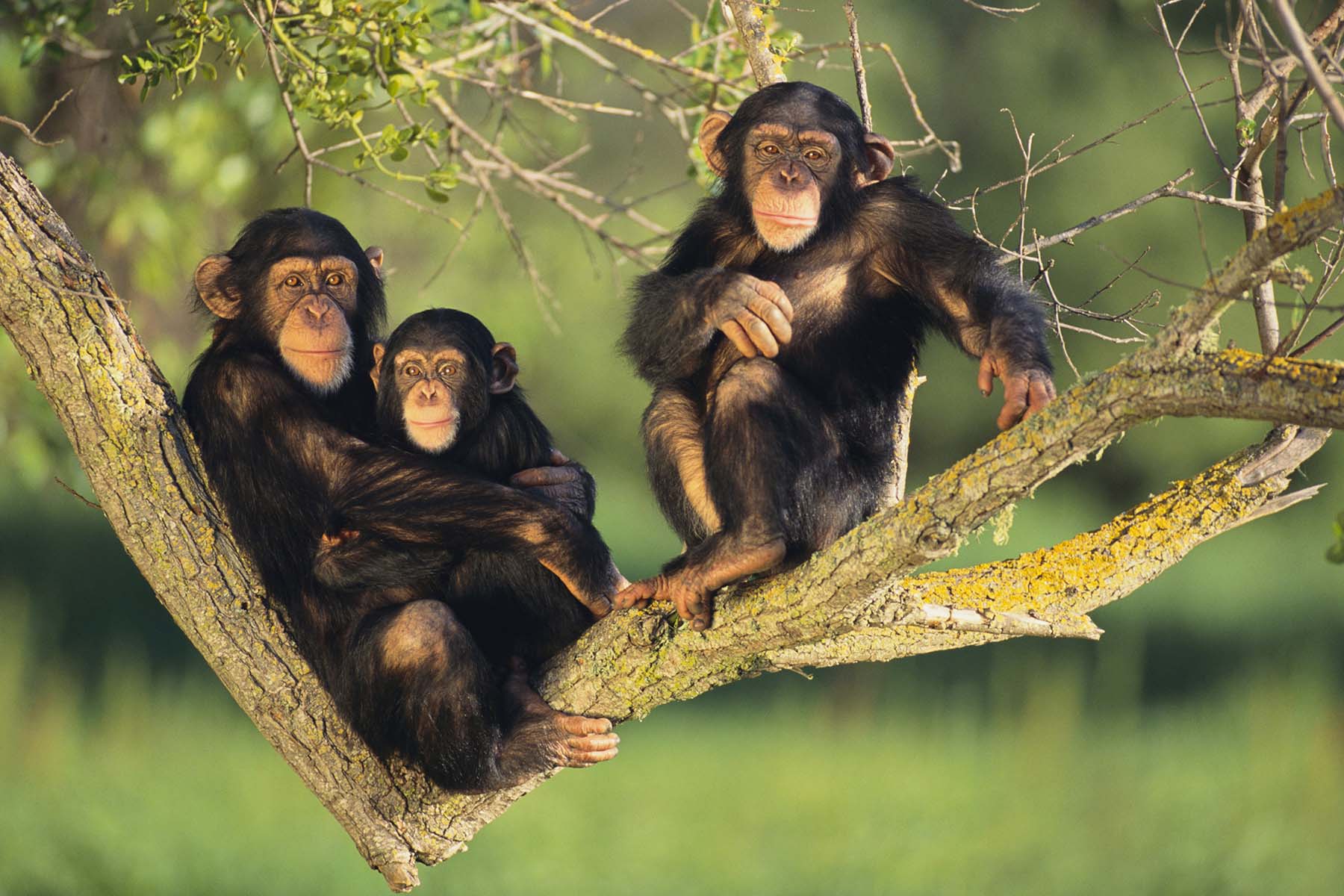 Chimpanzees