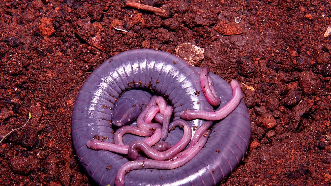 Amphibians that feed on their mothers skin