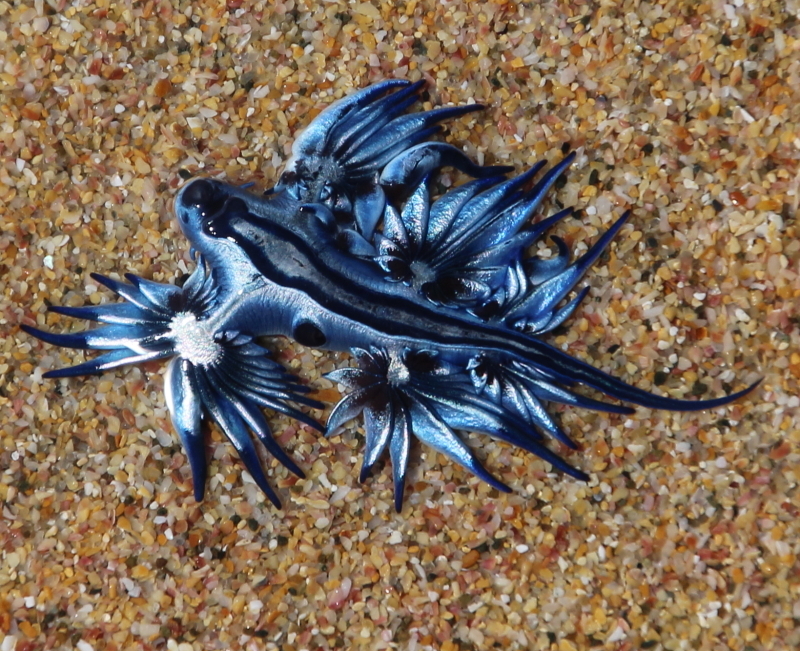 The Glaucus Atlanticus (Blue Glaucus)