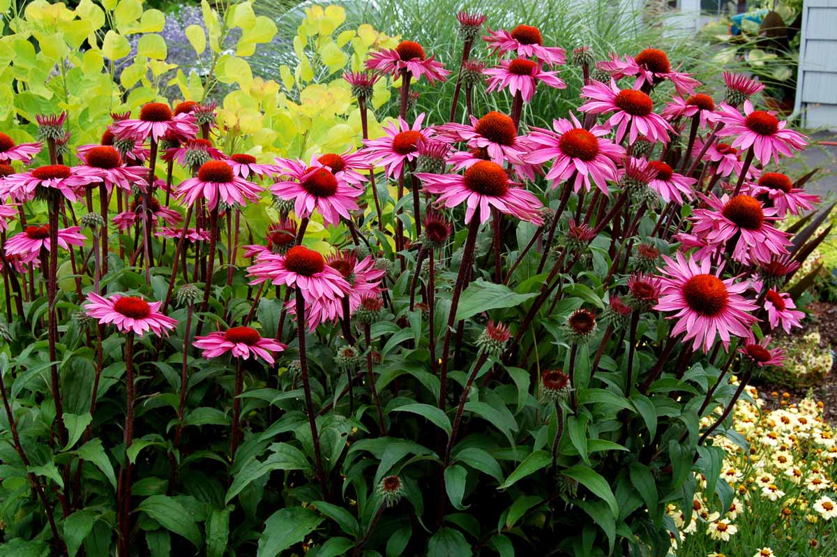 Echinacea