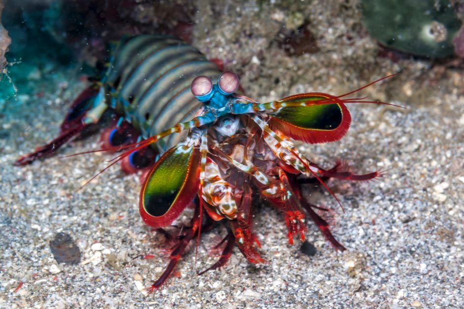 Mantis Shrimp – (Supervision)